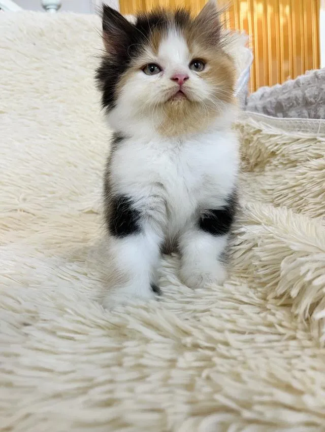 น้องแมวเปอเซียสามสี ตัวเมีย