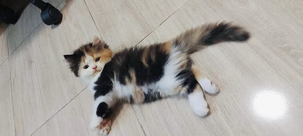 น้องแมวเปอเซียสามสี ตัวเมีย