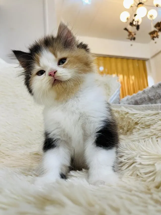 น้องแมวเปอเซียสามสี ตัวเมีย