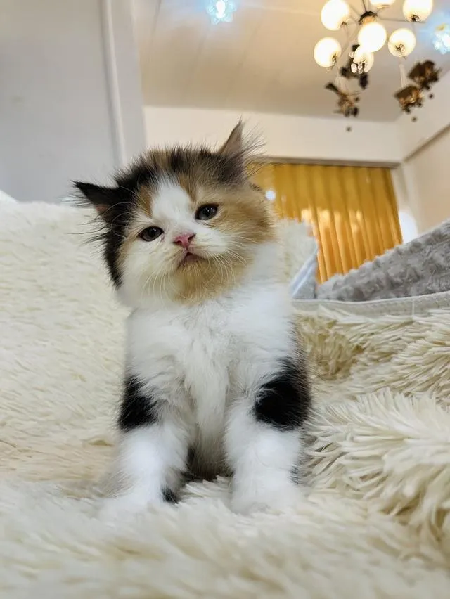 น้องแมวเปอเซียสามสี ตัวเมีย