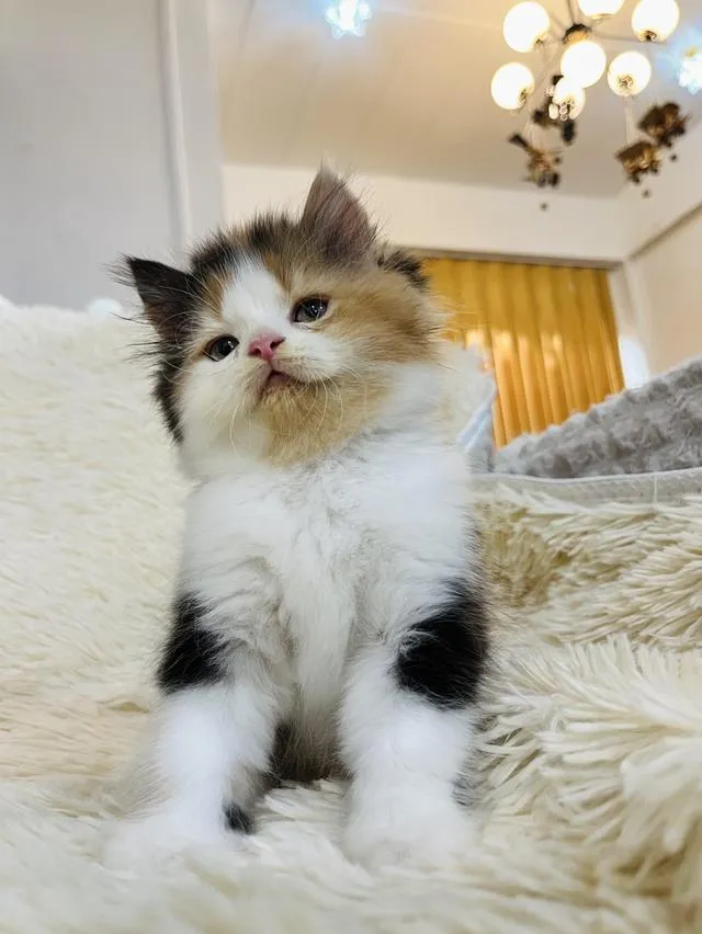 น้องแมวเปอเซียสามสี ตัวเมีย