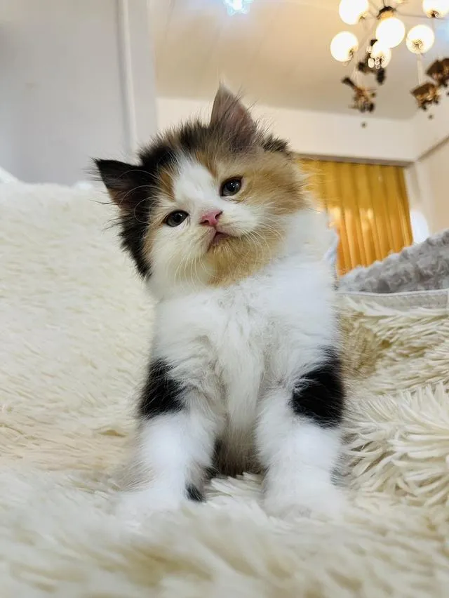 น้องแมวเปอเซียสามสี ตัวเมีย