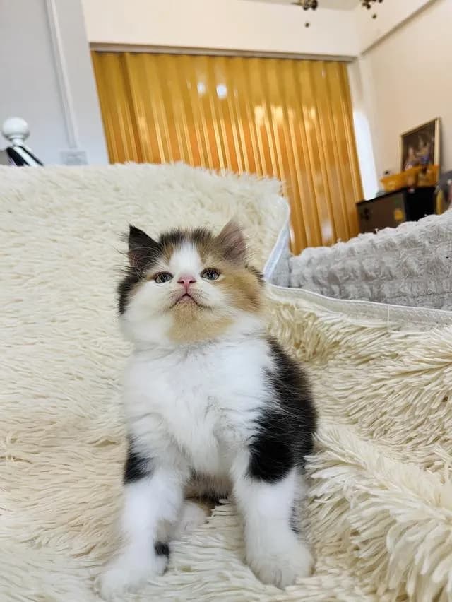 น้องแมวเปอเซียสามสี ตัวเมีย