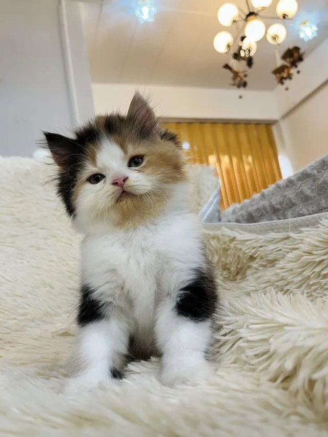 น้องแมวเปอเซียสามสี ตัวเมีย