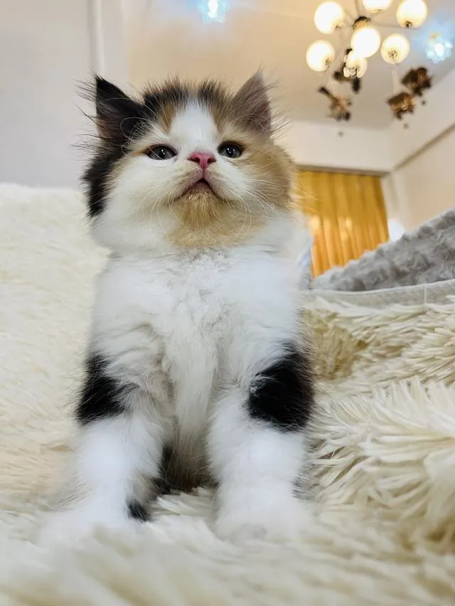 น้องแมวเปอเซียสามสี ตัวเมีย