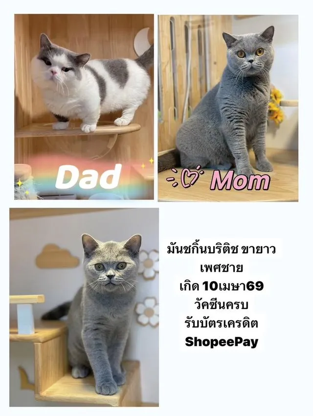 แมวมันชกิ้นบริติชขายาว