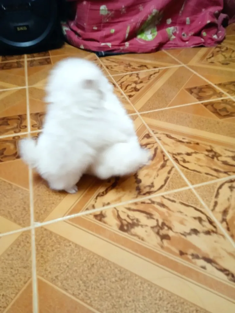 ลูกหมาปอมเมอเรเนียนเพศดูผู้1เมีย1