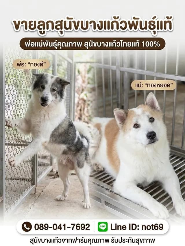 สุนัขหมาบางแก้วแท้100