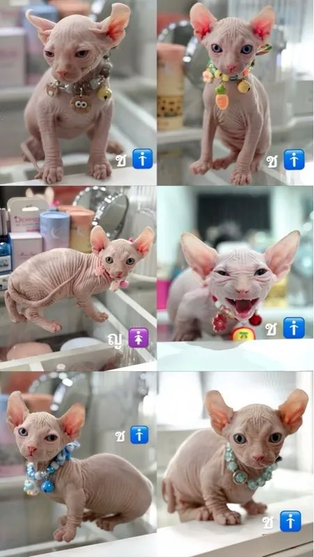สฟิงซ์
