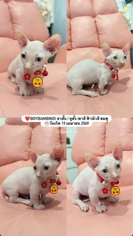 สฟิงซ์
