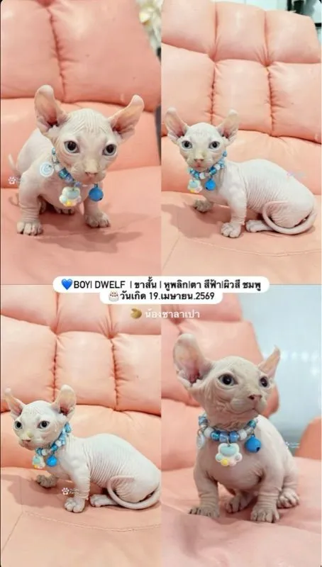 สฟิงซ์
