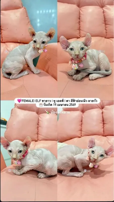 สฟิงซ์