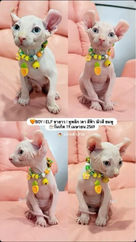 สฟิงซ์