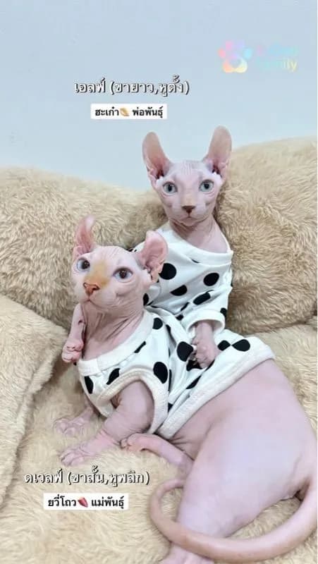สฟิงซ์