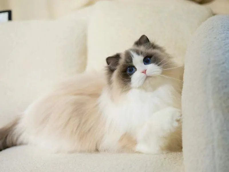 cat แมว