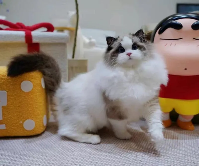 cat แมว