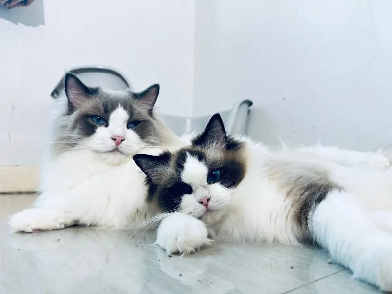 cat แมว