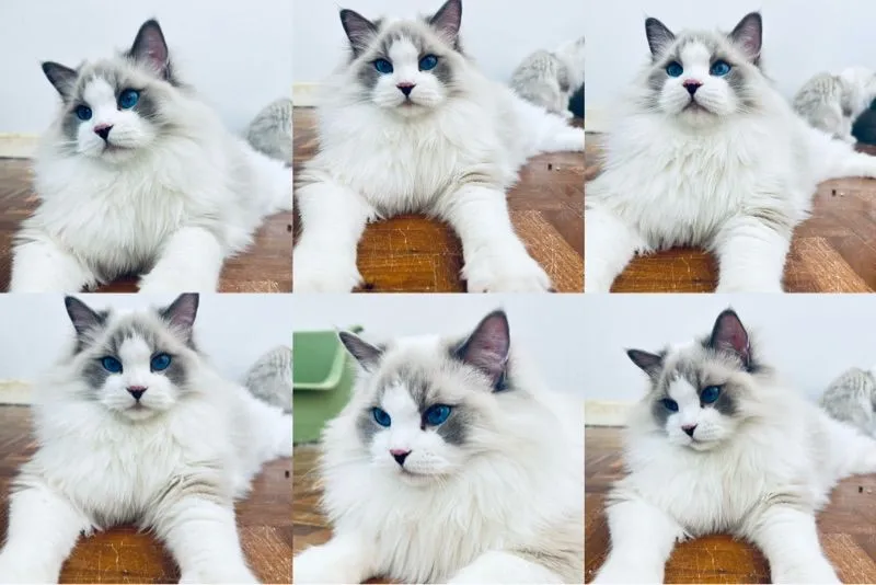 cat แมว