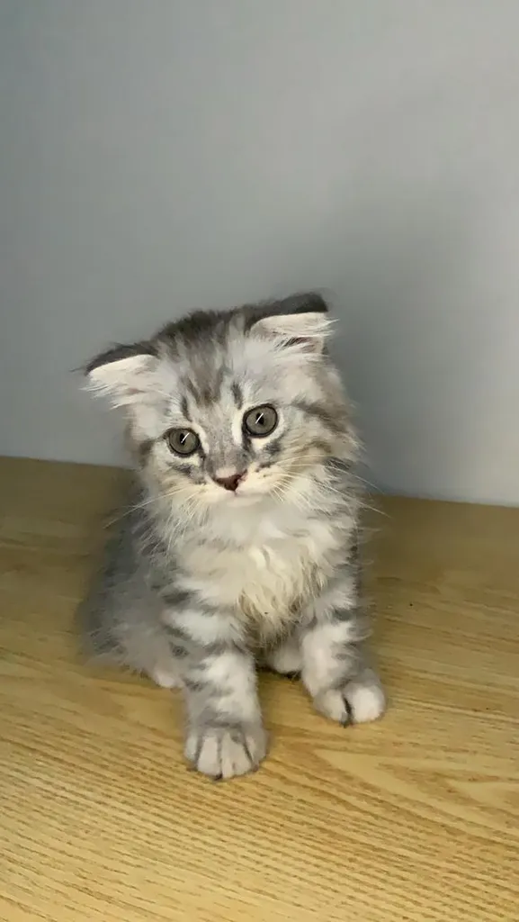 แมว Scottish Fold (ชื่อ Morey) เพศผู้ 5,000 บาท