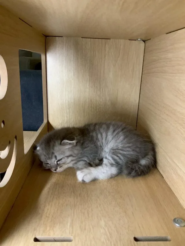 แมว Scottish Fold (ชื่อ Morey) เพศผู้ 5,000 บาท