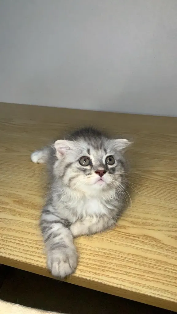 แมว Scottish Fold (ชื่อ Morey) เพศผู้ 5,000 บาท