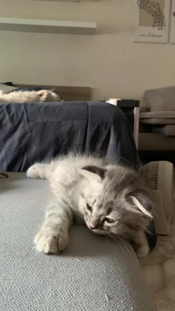 แมว Scottish Fold (ชื่อ Morey) เพศผู้ 5,000 บาท