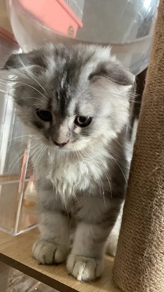 แมว Scottish Fold (ชื่อ Morey) เพศผู้ 5,000 บาท