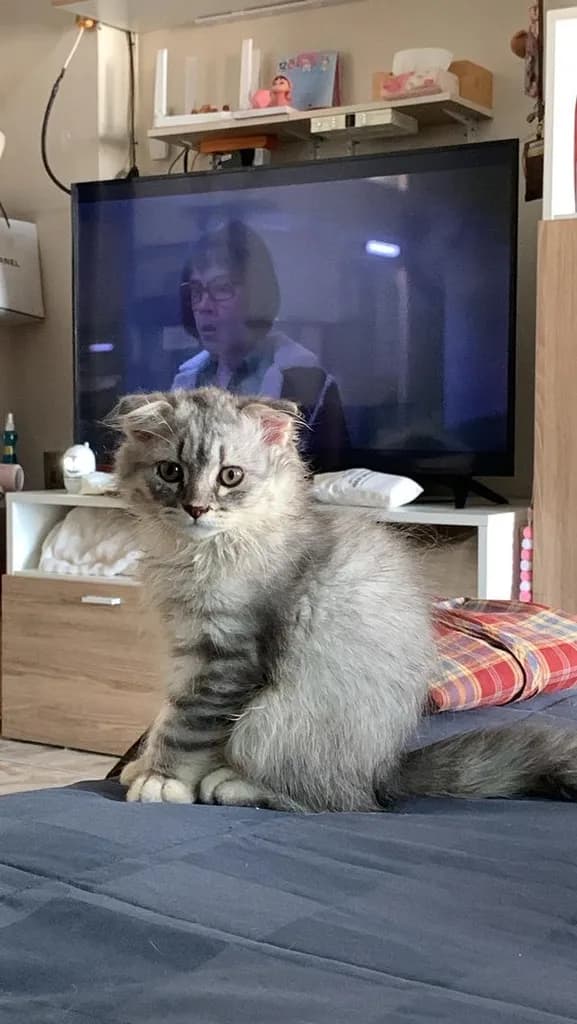 แมว Scottish Fold (ชื่อ Morey) เพศผู้ 5,000 บาท