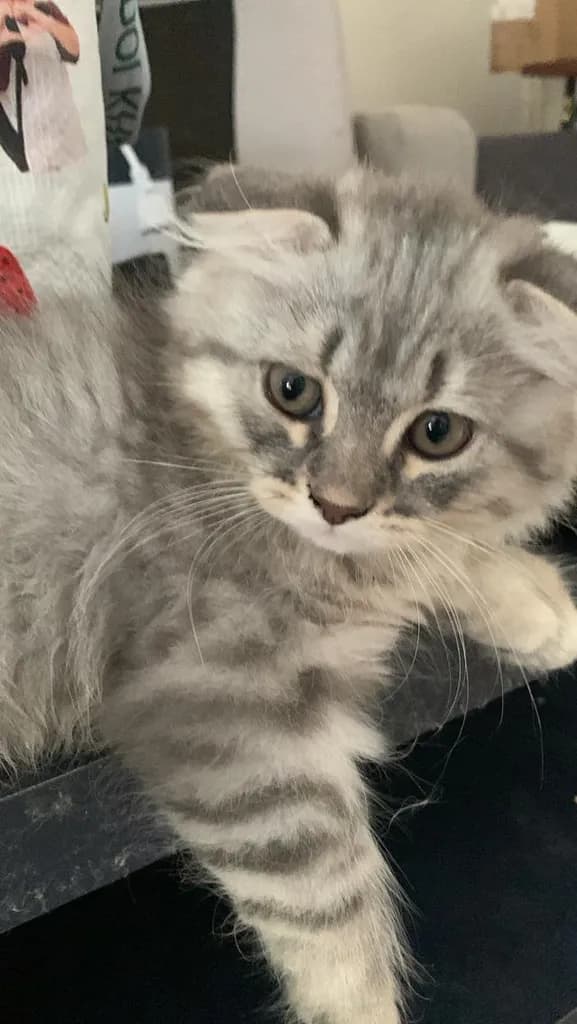 แมว Scottish Fold (ชื่อ Morey) เพศผู้ 5,000 บาท