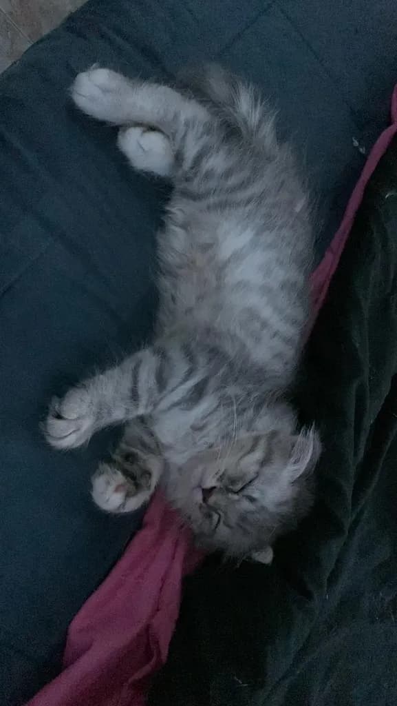 แมว Scottish Fold (ชื่อ Morey) เพศผู้ 5,000 บาท