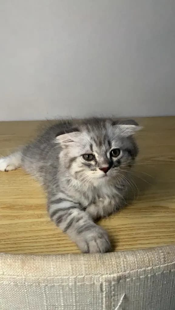 แมว Scottish Fold (ชื่อ Morey) เพศผู้ 5,000 บาท