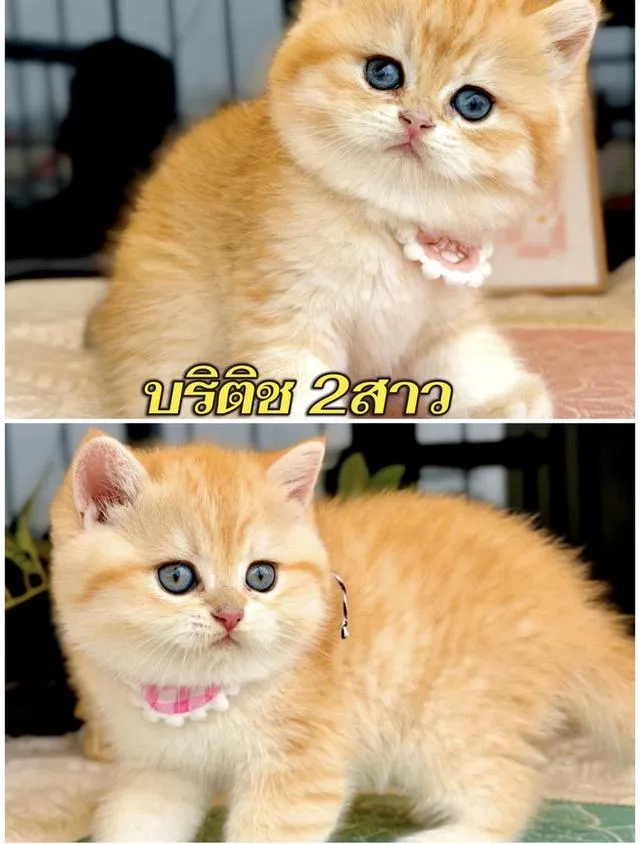 แมว แร็กดอล มันช์กิ้น บริติชค่าเทอมเริ่มต้น8,500