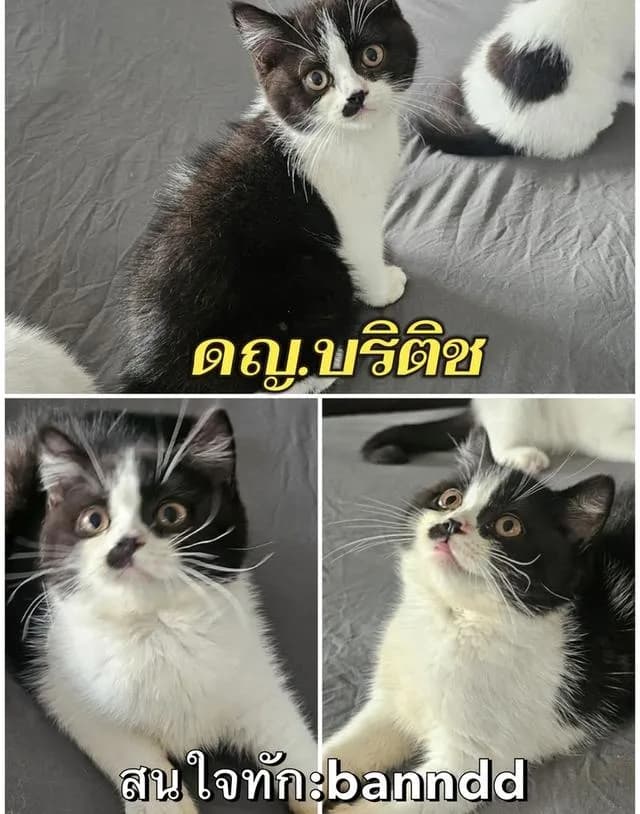 แมว แร็กดอล มันช์กิ้น บริติชค่าเทอมเริ่มต้น8,500