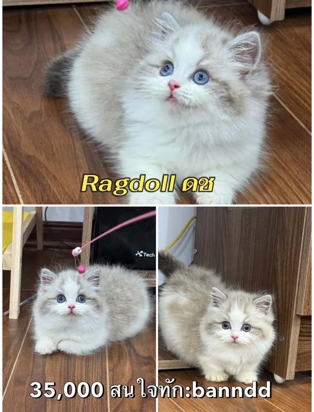 แมว แร็กดอล มันช์กิ้น บริติชค่าเทอมเริ่มต้น8,500