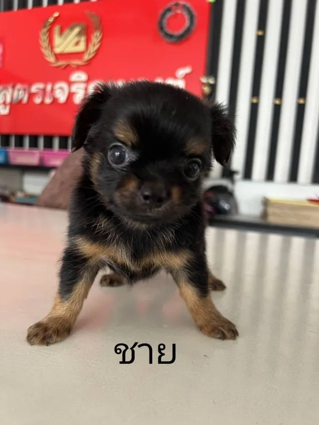 ชิวาวาขนยาว
