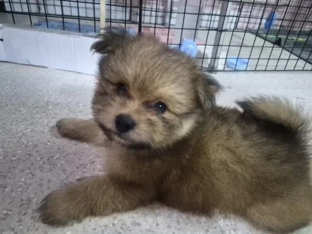 ขายน้องหมาปอม เพศผู้ 53วัน