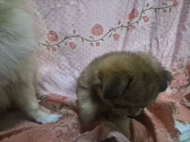 ขายน้องหมาปอม เพศผู้ 53วัน