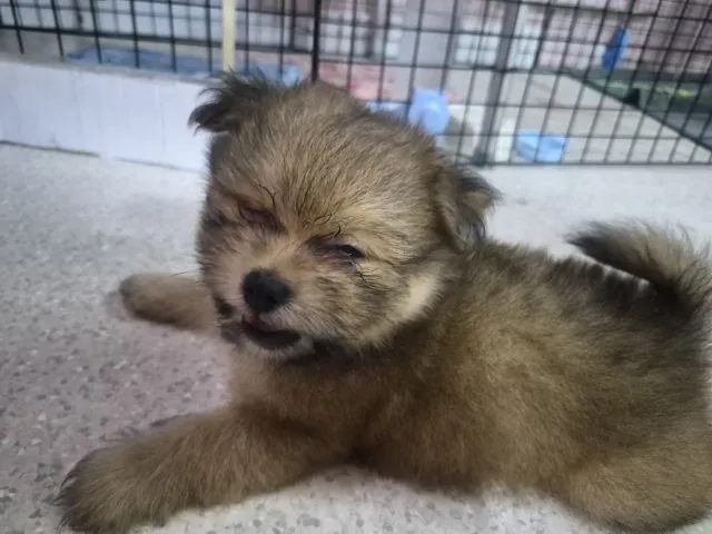 ขายน้องหมาปอม เพศผู้ 53วัน