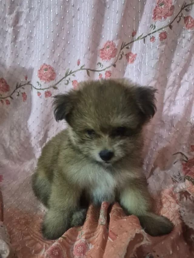 ขายน้องหมาปอม เพศผู้ 53วัน