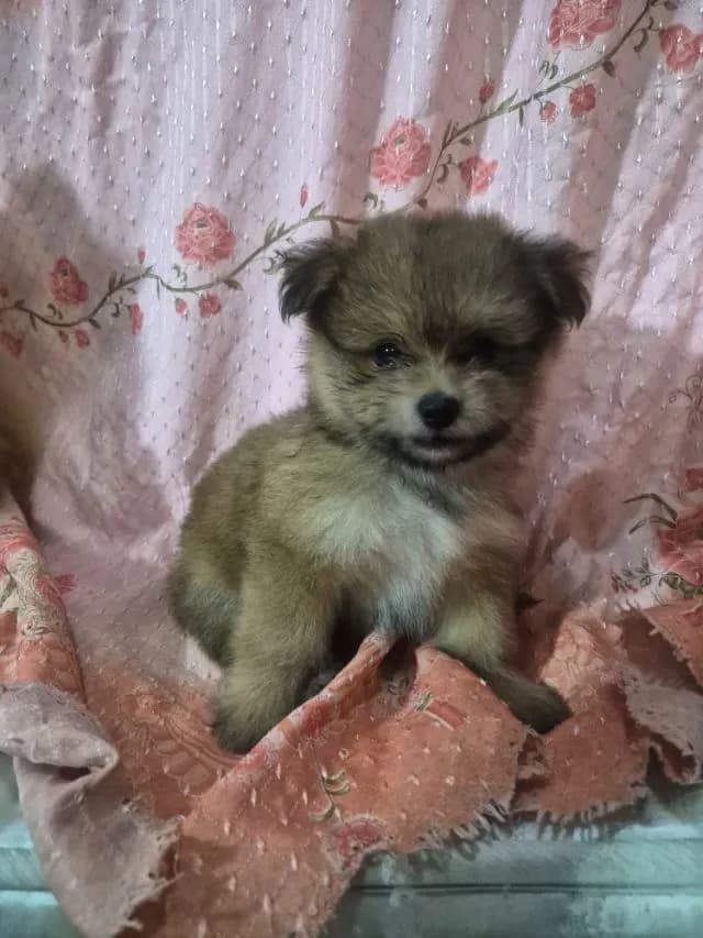 ขายน้องหมาปอม เพศผู้ 53วัน