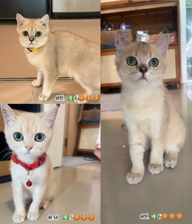 ลูกแมวบริติช