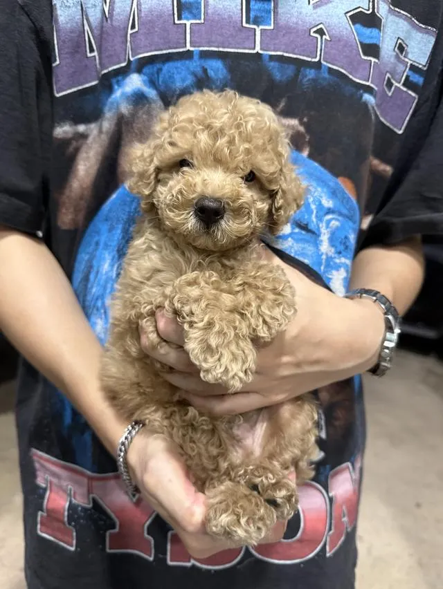 ลูกสุขัขพุดเดิ้ลทอยแท้ เพศชาย ลพบุรี