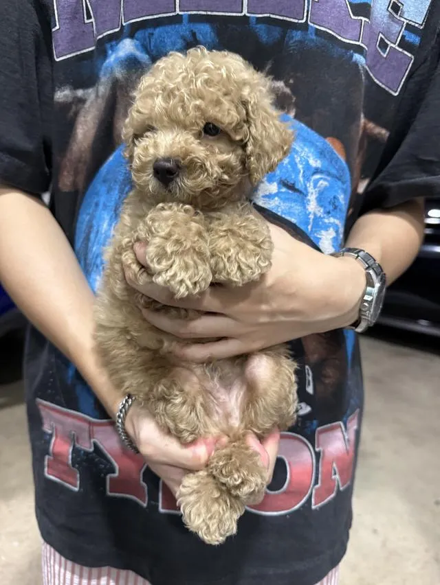 ลูกสุขัขพุดเดิ้ลทอยแท้ เพศชาย ลพบุรี