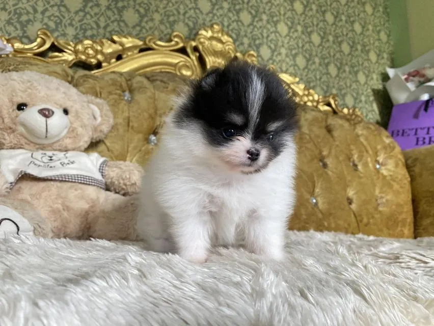 ลูกปอมแท้ อายุ2เดือน มีบริการจัดส่งถึงบ้าน