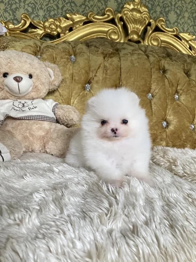 ลูกปอมแท้ อายุ2เดือน มีบริการจัดส่งถึงบ้าน