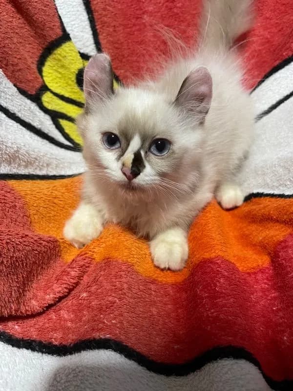 น้องแมวพันธุ์ เพศหญิง พ่อหิมาลายัน แม่อเมริกันเคิร์ล ( หูบิน ) ตาสีฟ้า