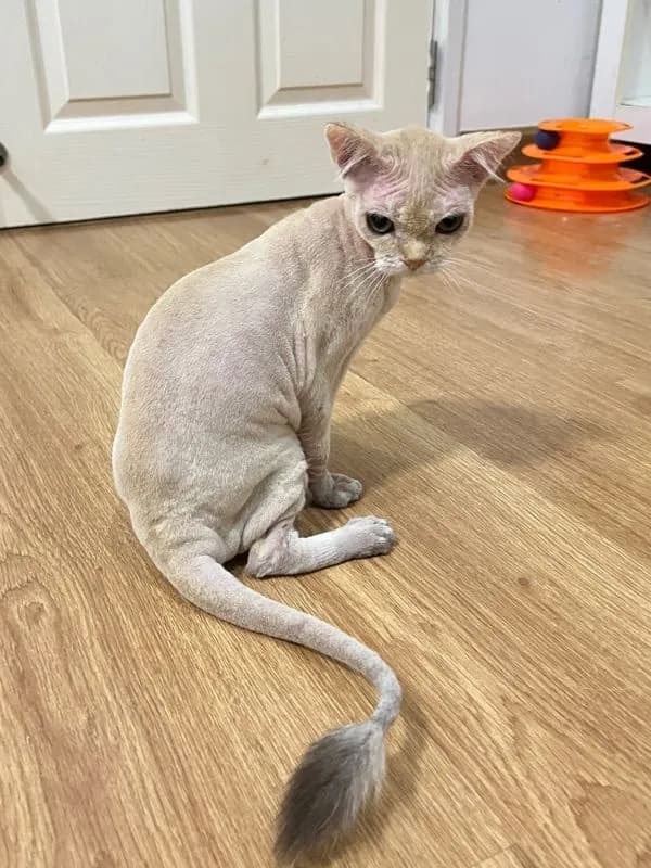 แมวบริติช