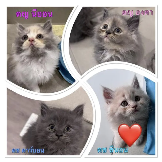 แมวเหมียว พร้อมไปอยู่เป็นเพื่อน