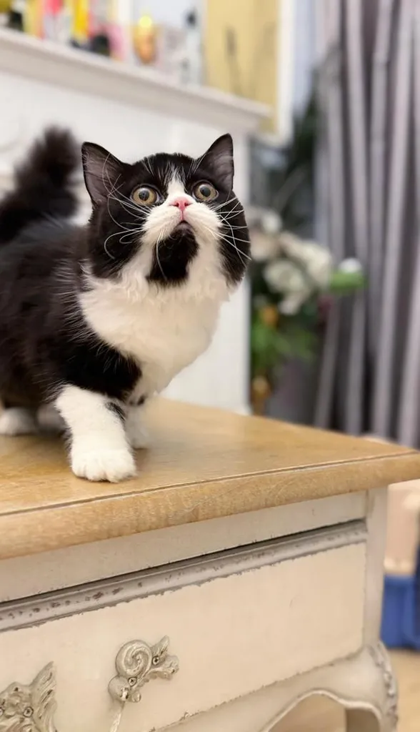 Scottish fold longhair