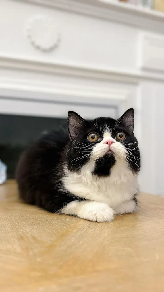 Scottish fold longhair